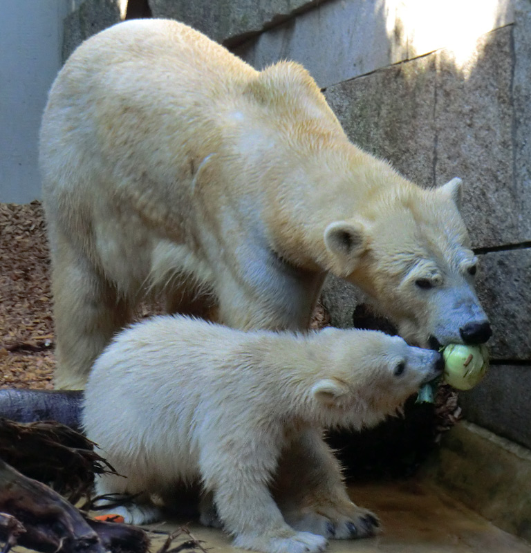 Eisbärmädchen ANORI und Eisbärin VILMA am 2. Juni 2012 im Zoologischen Garten Wuppertal