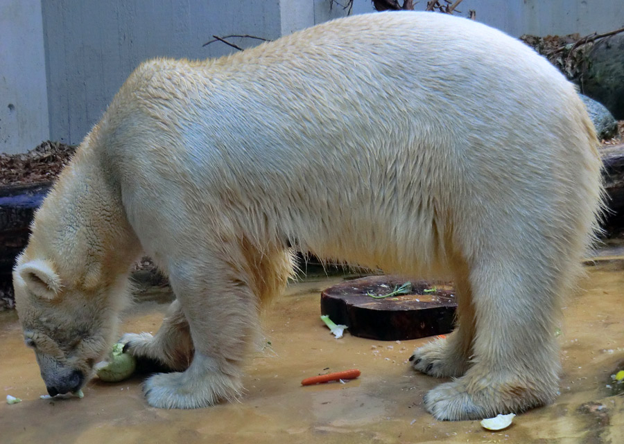 Eisbärin VILMA am 2. Juni 2012 im Wuppertaler Zoo