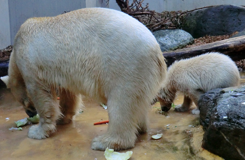 Eisbärin VILMA und Eisbärmädchen ANORI am 2. Juni 2012 im Zoo Wuppertal
