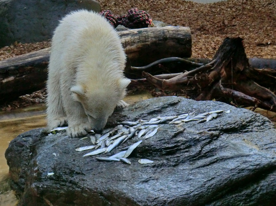 Eisbärmädchen ANORI am 2. Juni 2012 im Zoo Wuppertal