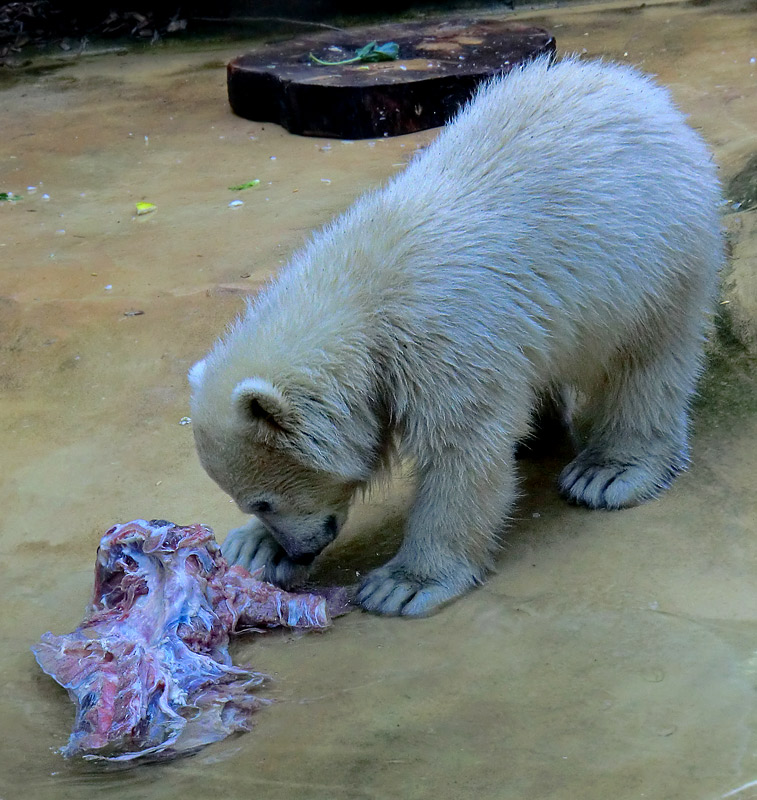 Eisbärmädchen ANORI am 2. Juni 2012 im Zoologischen Garten Wuppertal