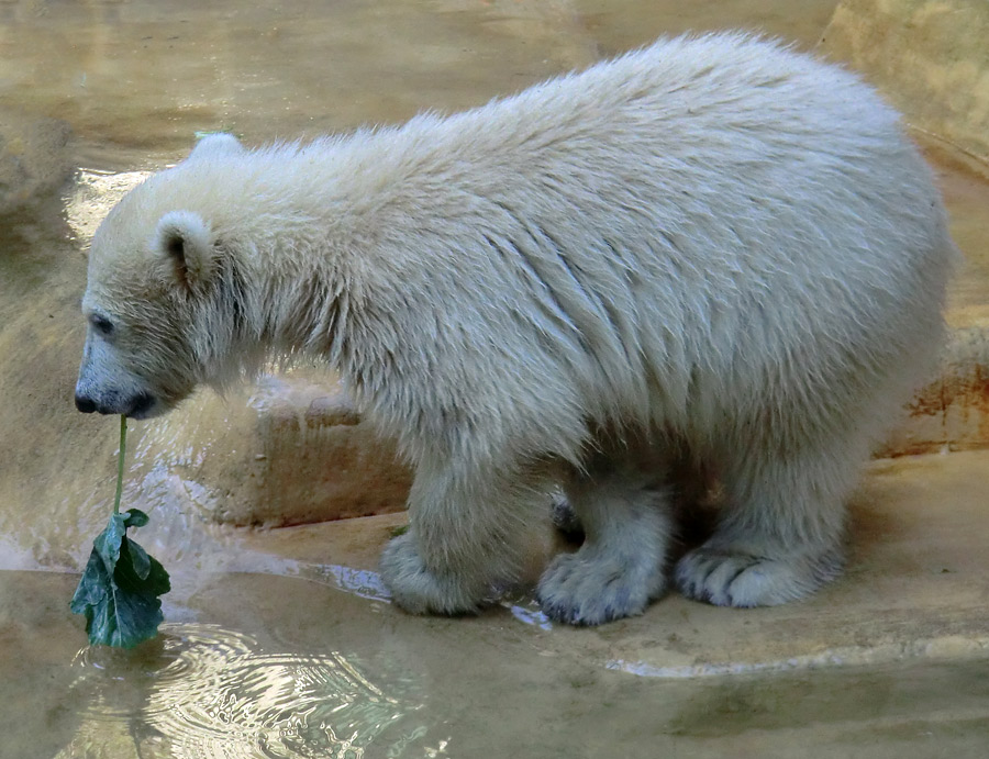 Eisbärmädchen ANORI am 2. Juni 2012 im Wuppertaler Zoo