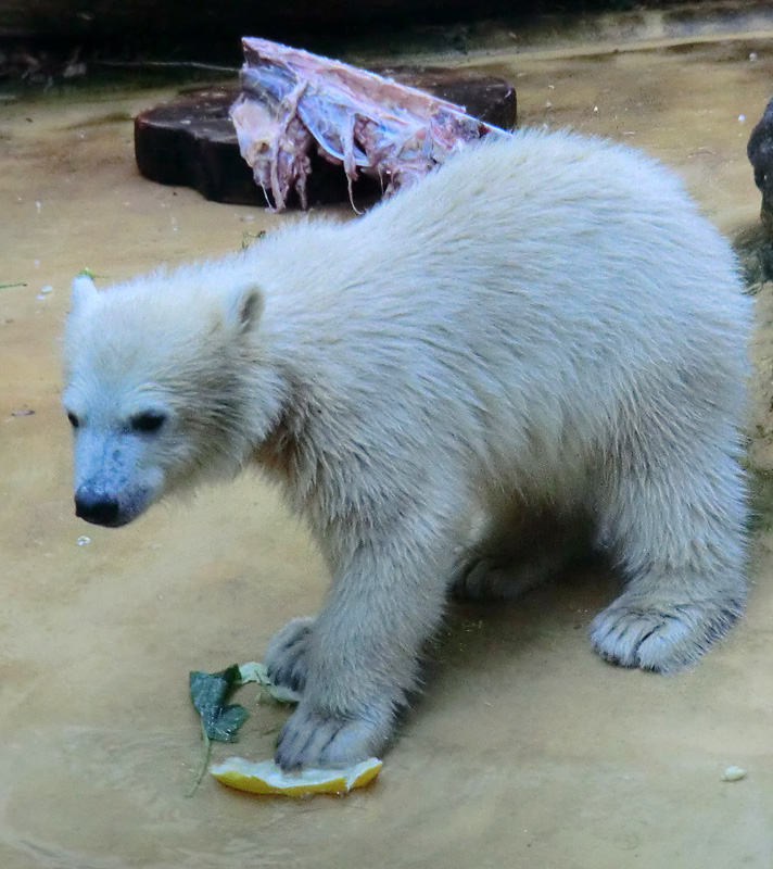 Eisbärmädchen ANORI am 2. Juni 2012 im Zoologischen Garten Wuppertal