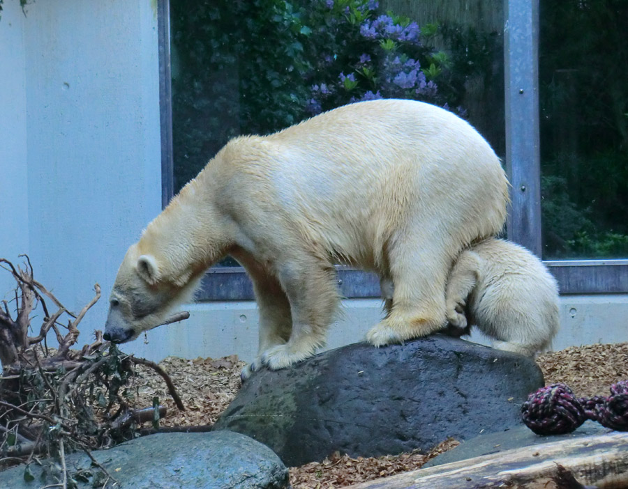 Eisbärin VILMA und Eisbärmädchen ANORI am 2. Juni 2012 im Wuppertaler Zoo