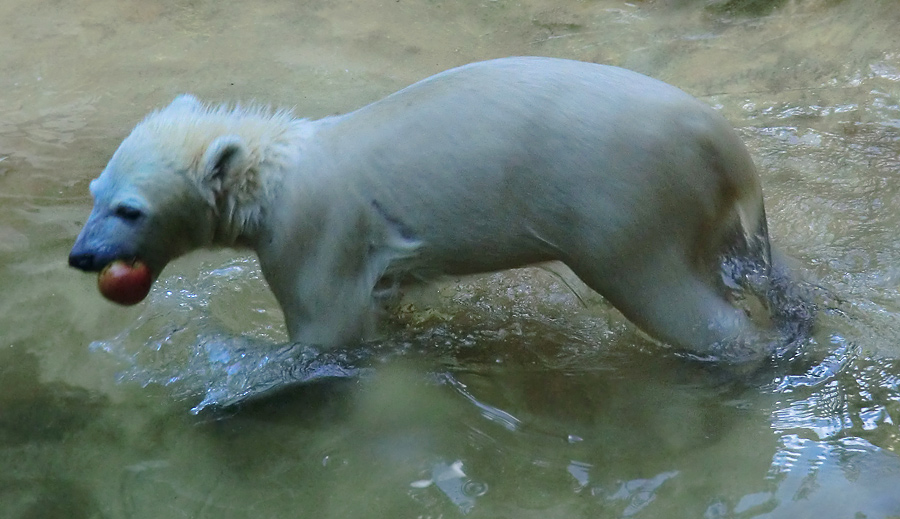 Eisbärmädchen ANORI am 2. Juni 2012 im Wuppertaler Zoo