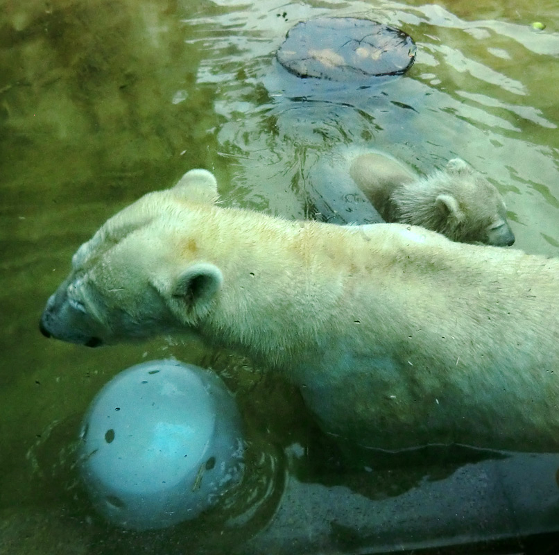 Badespaß für Eisbären am 3. Juni 2012 im Zoo Wuppertal
