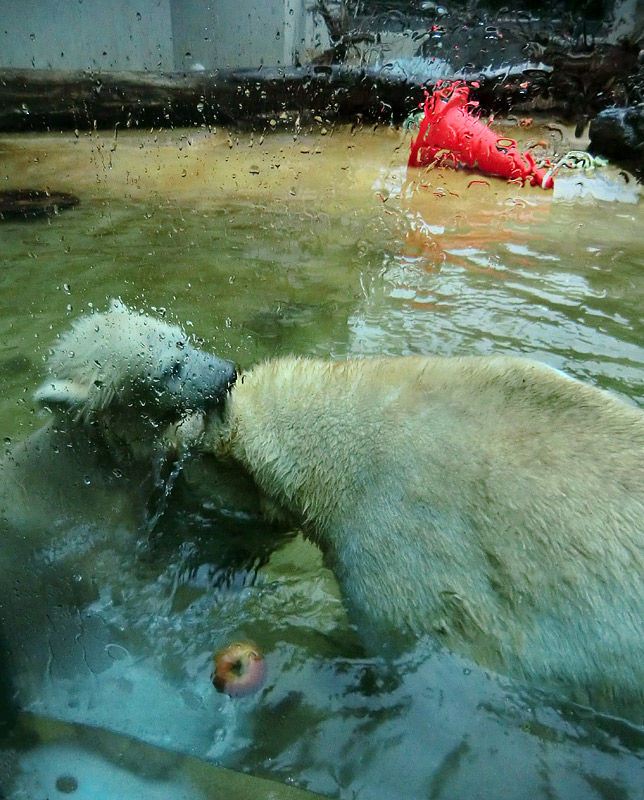 Badespaß für Eisbären am 3. Juni 2012 im Wuppertaler Zoo