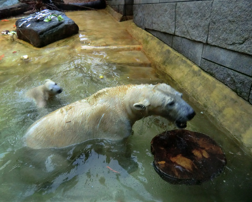 Badespaß für Eisbären am 3. Juni 2012 im Wuppertaler Zoo