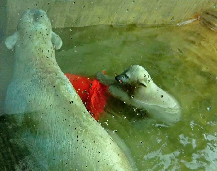 Badespaß für Eisbären am 3. Juni 2012 im Zoo Wuppertal