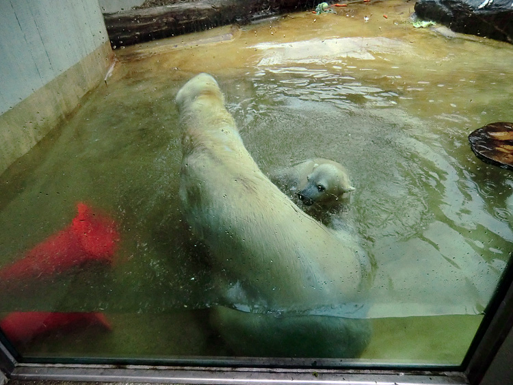 Badespaß für Eisbären am 3. Juni 2012 im Zoologischen Garten Wuppertal