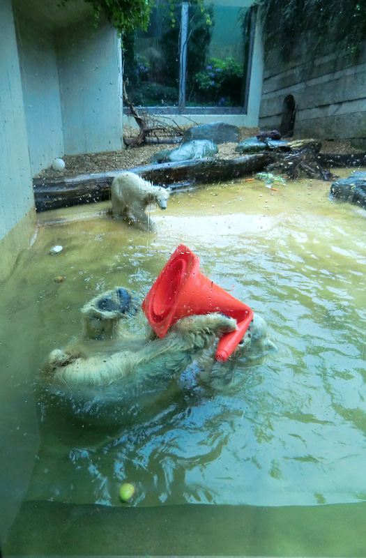Badespaß für Eisbären am 3. Juni 2012 im Zoologischen Garten Wuppertal
