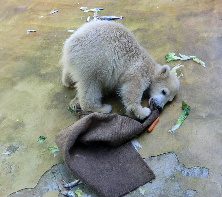 Eisbärmädchen ANORI am 5. Juni 2012 im Zoo Wuppertal