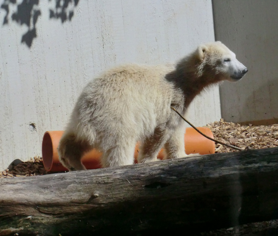 Eisbärmädchen ANORI am 5. Juni 2012 im Wuppertaler Zoo