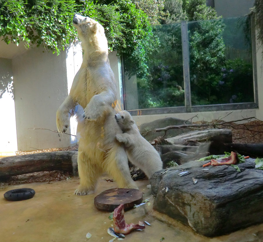 Eisbärin VILMA und Eisbärmädchen ANORI am 5. Juni 2012 im Zoologischen Garten Wuppertal