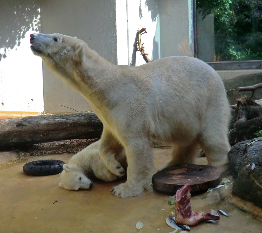 Eisbärmädchen ANORI und Eisbärin VILMA am 5. Juni 2012 im Zoo Wuppertal