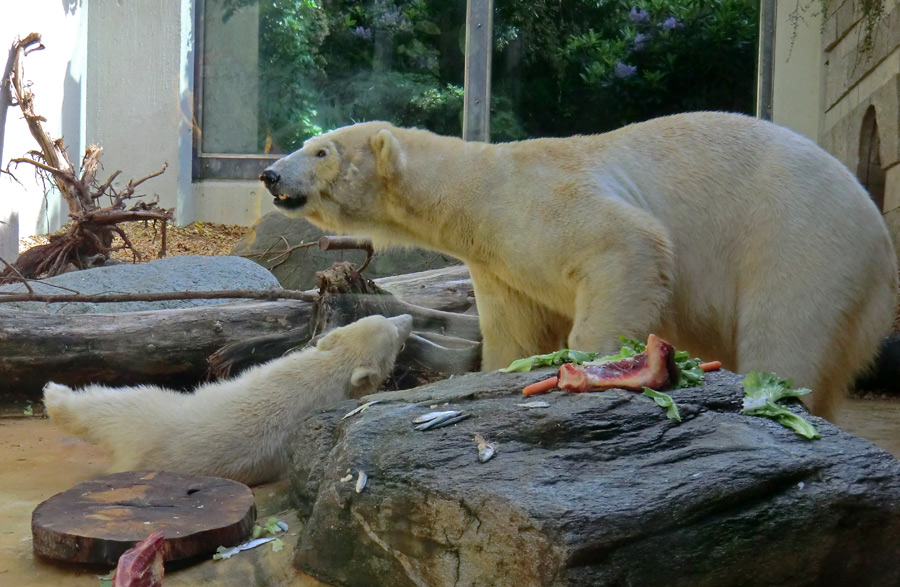 Eisbärmädchen ANORI und Eisbärin VILMA am 5. Juni 2012 im Zoologischen Garten Wuppertal
