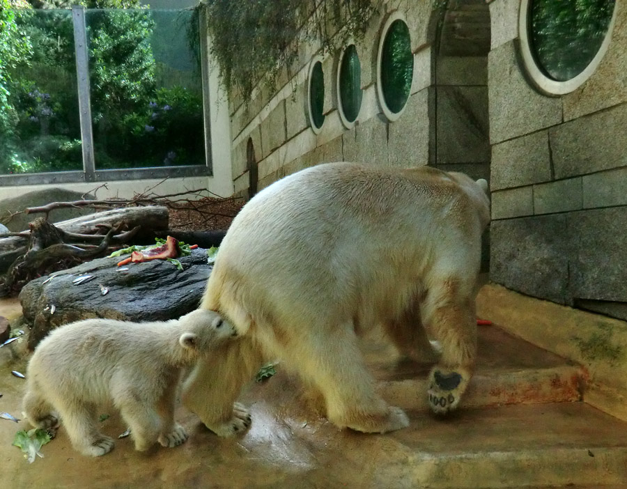 Eisbärmädchen ANORI und Eisbärin VILMA am 5. Juni 2012 im Zoo Wuppertal