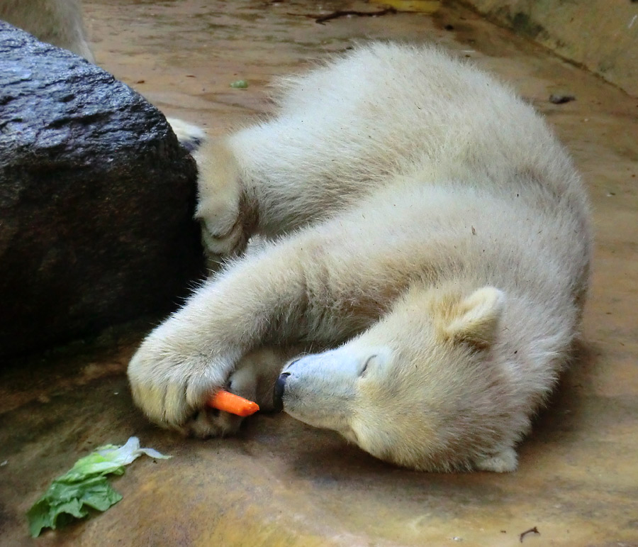 Eisbärmädchen ANORI am 5. Juni 2012 im Zoologischen Garten Wuppertal