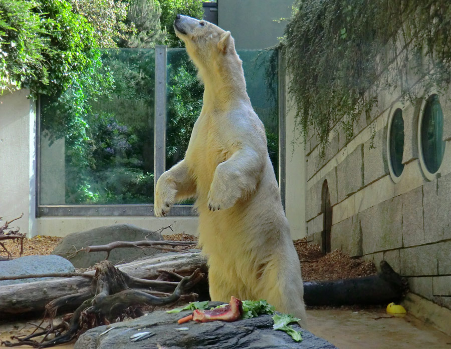 Eisbärin VILMA am 5. Juni 2012 im Zoo Wuppertal