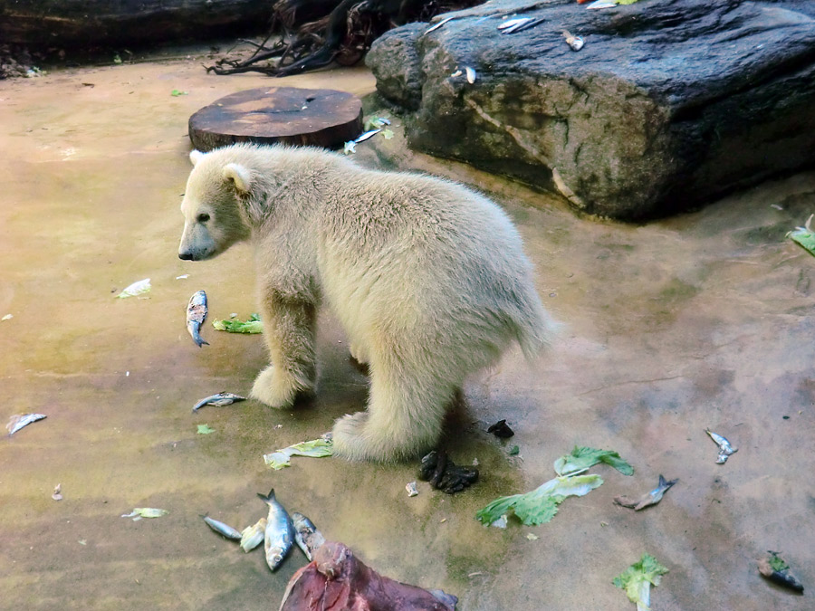 Eisbärmädchen ANORI am 5. Juni 2012 im Wuppertaler Zoo