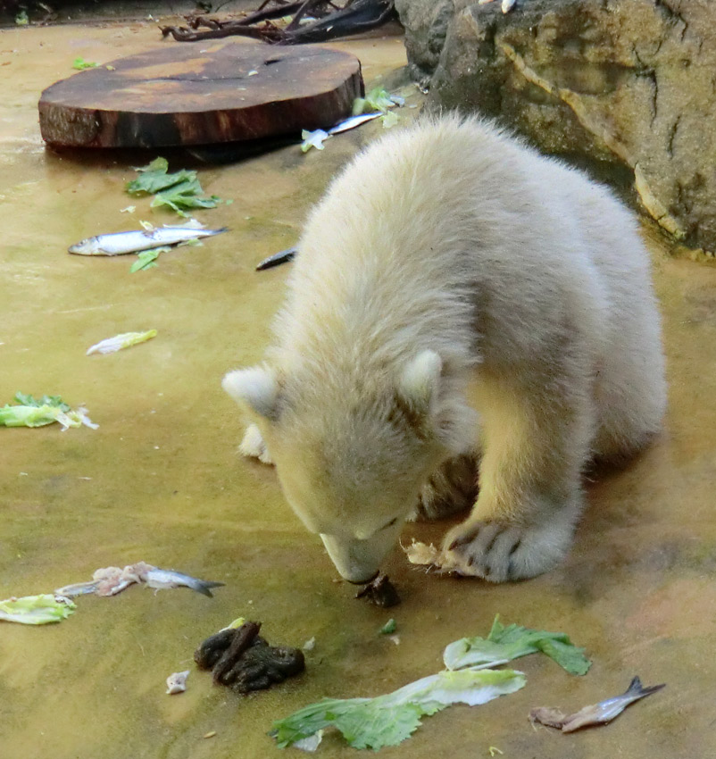Eisbärmädchen ANORI am 5. Juni 2012 im Zoo Wuppertal