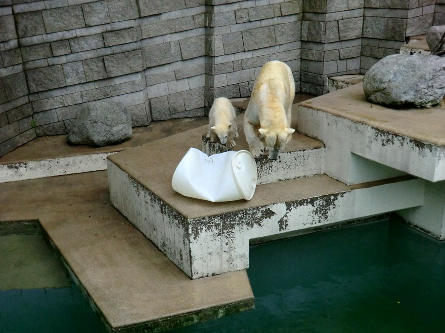 Eisbär am 7. Juni 2012 im Zoo Wuppertal