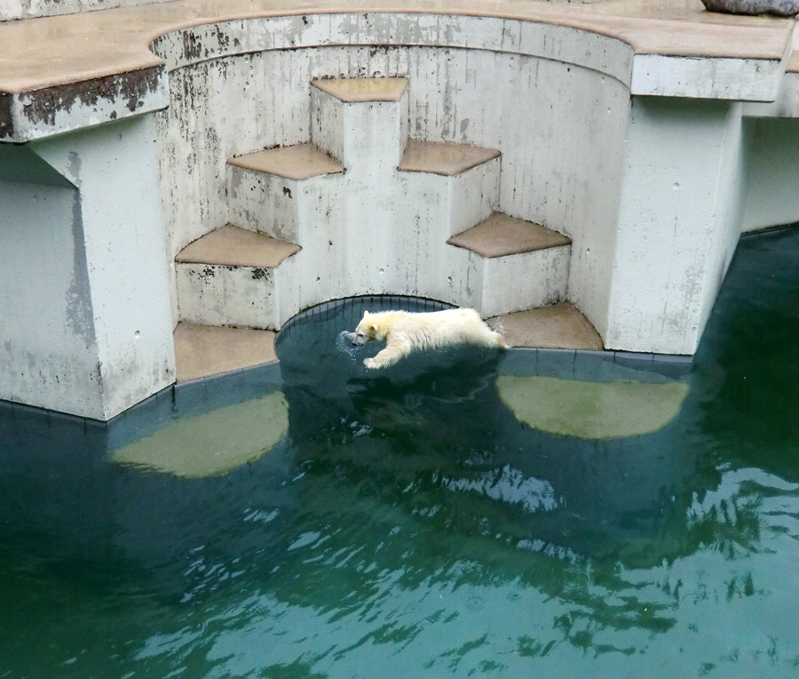 Eisbär am 7. Juni 2012 im Zoo Wuppertal
