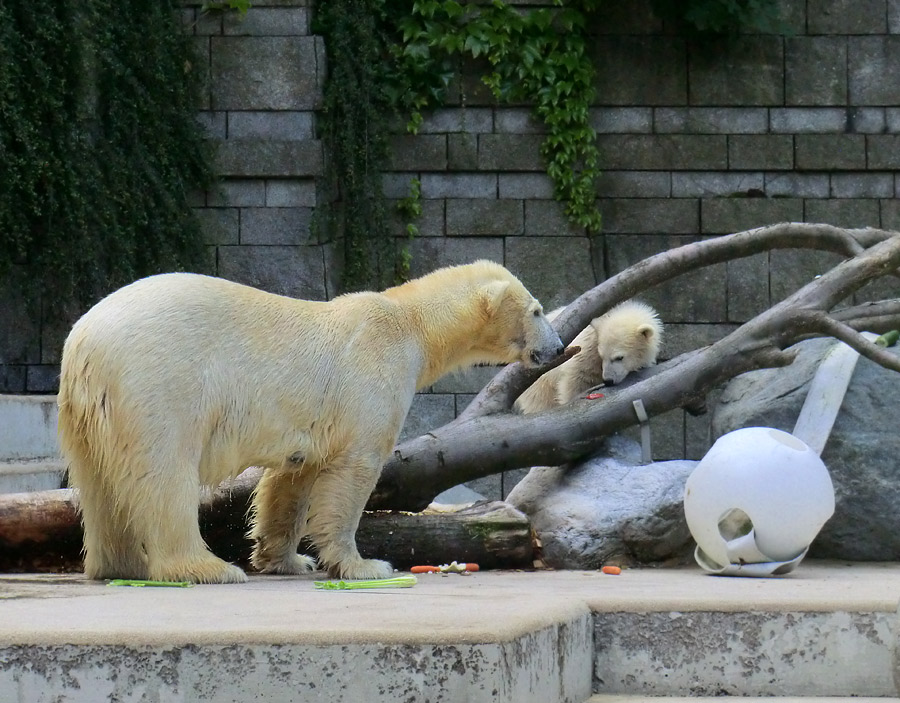 Eisbärin VILMA und Eisbärmädchen ANORI am 8. Juni 2012 im Zoo Wuppertal