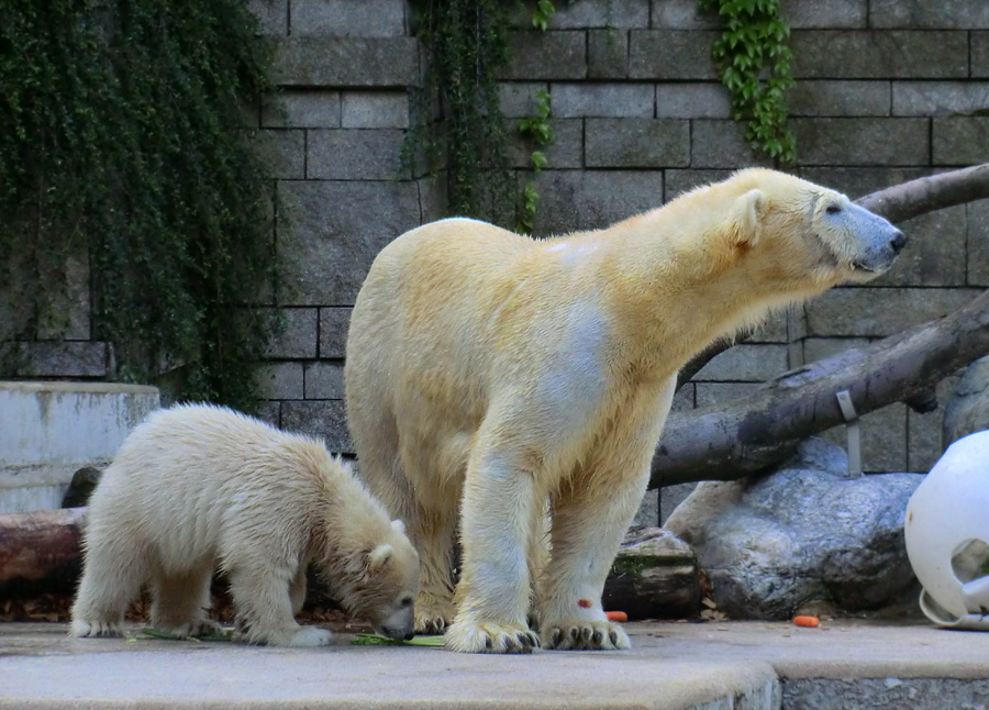 Eisbärmädchen ANORI und Eisbärin VILMA am 8. Juni 2012 im Zoologischen Garten Wuppertal