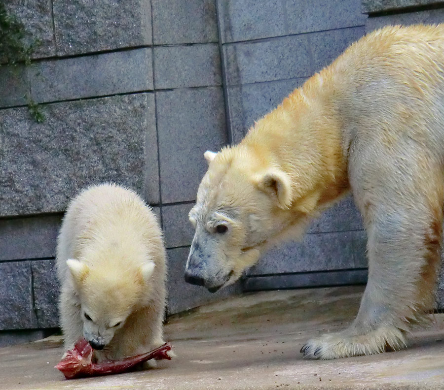 Eisbärmädchen ANORI und Eisbärin VILMA am 8. Juni 2012 im Zoo Wuppertal
