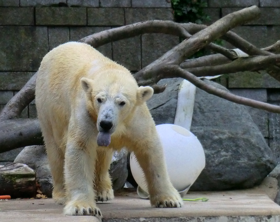 Eisbärin VILMA am 8. Juni 2012 im Zoo Wuppertal