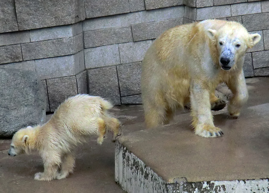 Eisbärmädchen ANORI und Eisbärin VILMA am 8. Juni 2012 im Zoologischen Garten Wuppertal