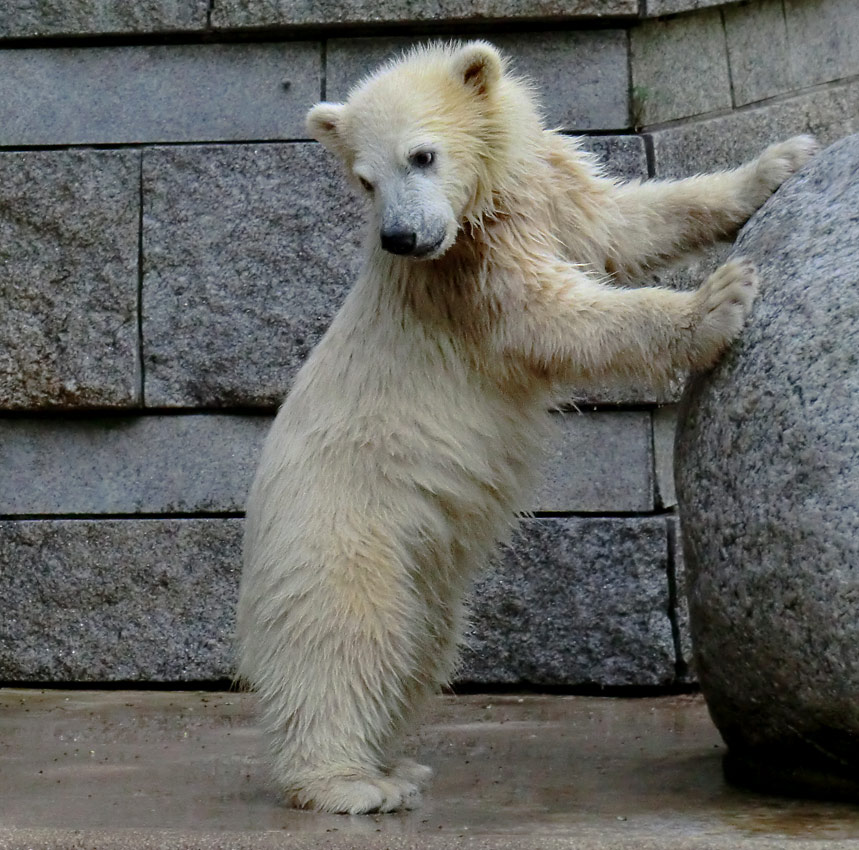 Eisbärmädchen ANORI am 8. Juni 2012 im Zoologischen Garten Wuppertal