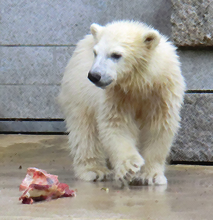 Eisbärmädchen ANORI am 8. Juni 2012 im Wuppertaler Zoo