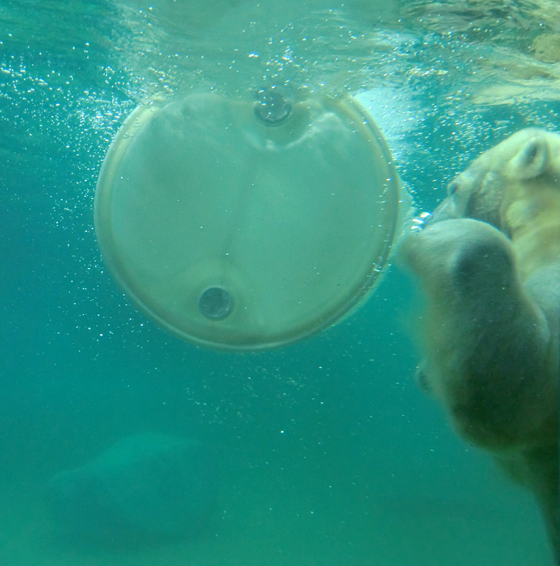 Eisbärin VILMA am 8. Juni 2012 im Wuppertaler Zoo