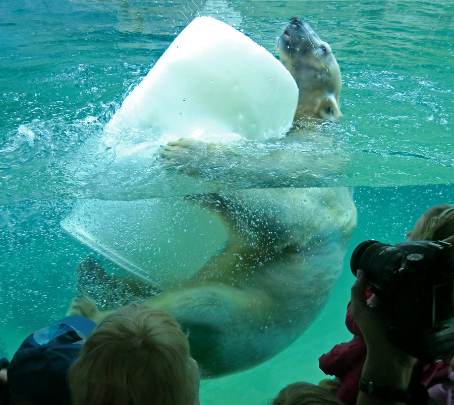 Eisbärin VILMA am 8. Juni 2012 im Zoologischen Garten Wuppertal