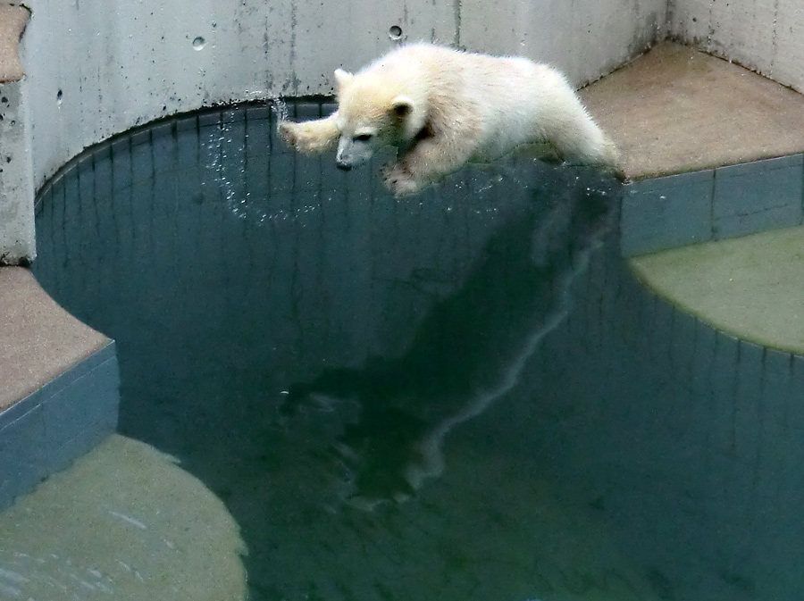 Eisbärmädchen ANORI am 8. Juni 2012 im Zoo Wuppertal