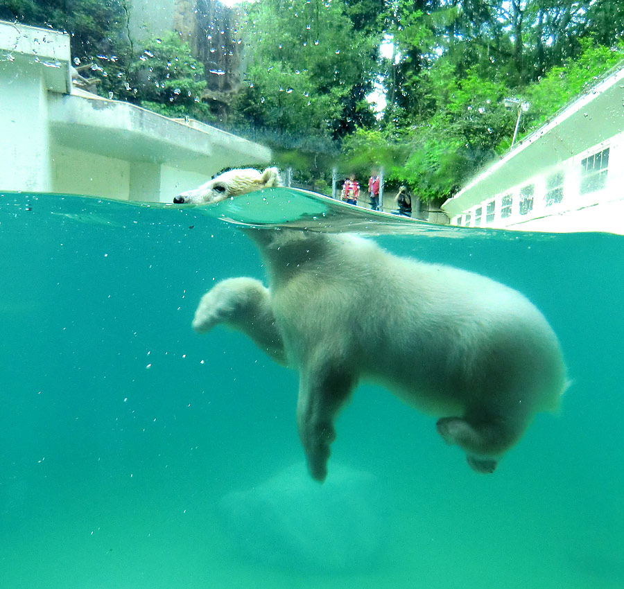 Eisbärmädchen ANORI am 8. Juni 2012 im Wuppertaler Zoo