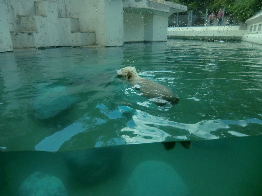 Eisbärmädchen ANORI am 8. Juni 2012 im Zoo Wuppertal