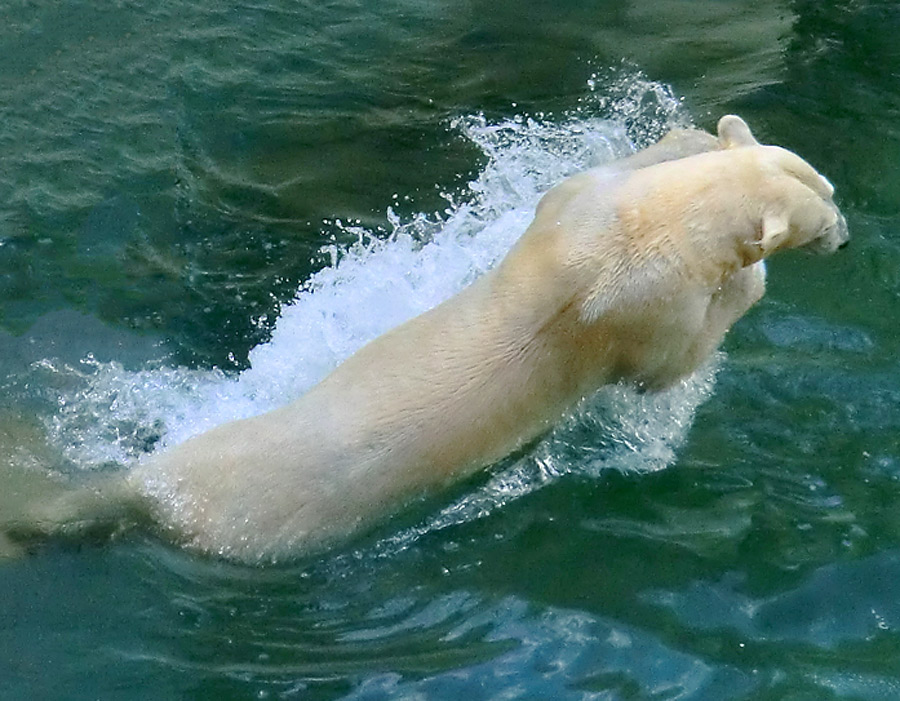 Eisbärin VILMA am 8. Juni 2012 im Zoo Wuppertal