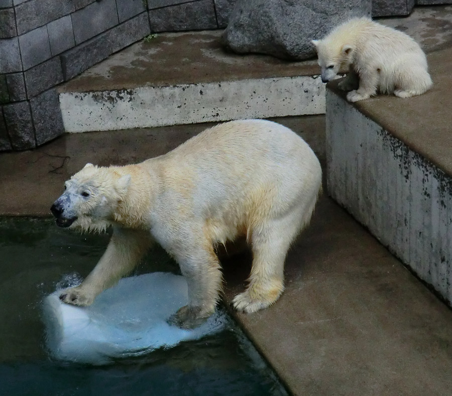 Eisbärin VILMA und Eisbärmädchen ANORI am 8. Juni 2012 im Zoologischen Garten Wuppertal