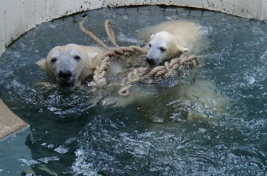 Eisbär am 9. Juni 2012 im Zoologischen Garten Wuppertal