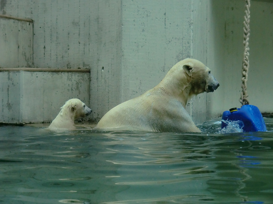 Eisbär am 9. Juni 2012 im Zoologischen Garten Wuppertal