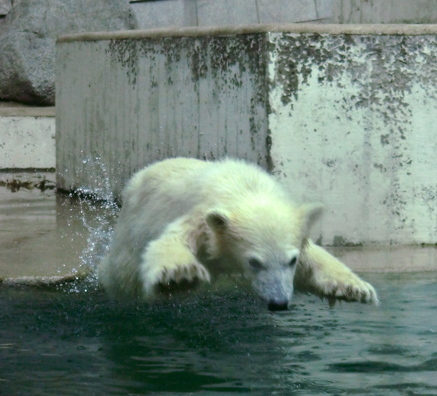 Eisbär am 9. Juni 2012 im Zoo Wuppertal
