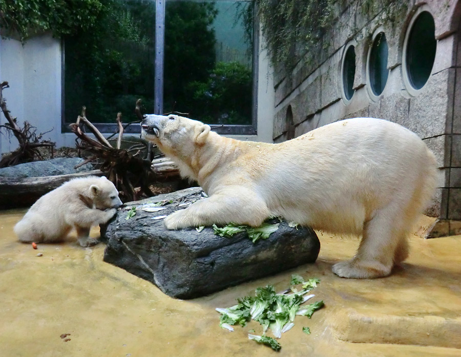 Eisbärmädchen ANORI und Eisbärin VILMA am 9. Juni 2012 im Zoo Wuppertal