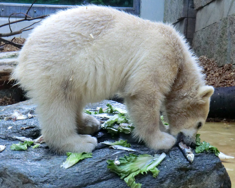Eisbärmädchen ANORI am 9. Juni 2012 im Zoologischen Garten Wuppertal
