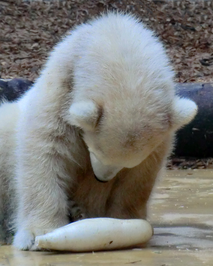 Eisbärmädchen ANORI am 9. Juni 2012 im Wuppertaler Zoo