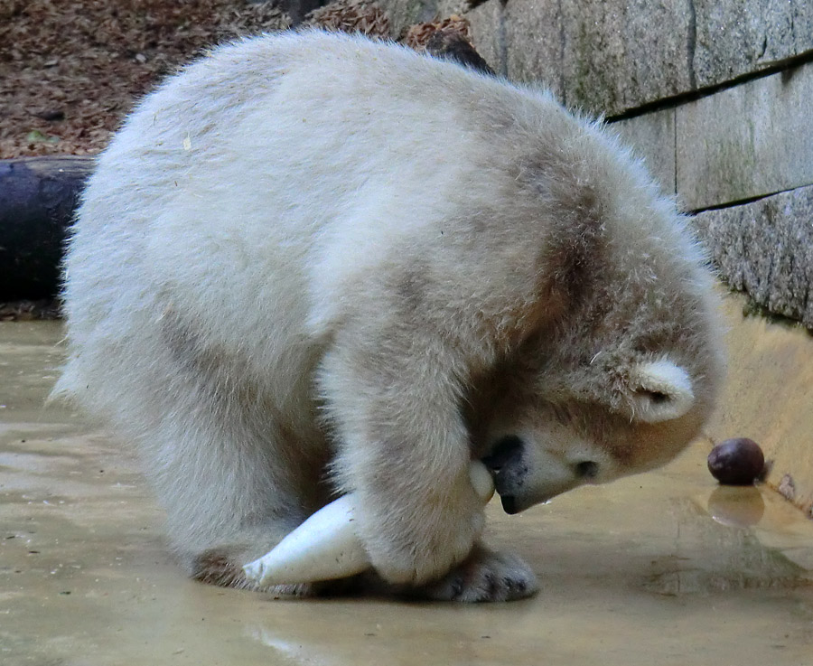 Eisbärmädchen ANORI am 9. Juni 2012 im Zoo Wuppertal
