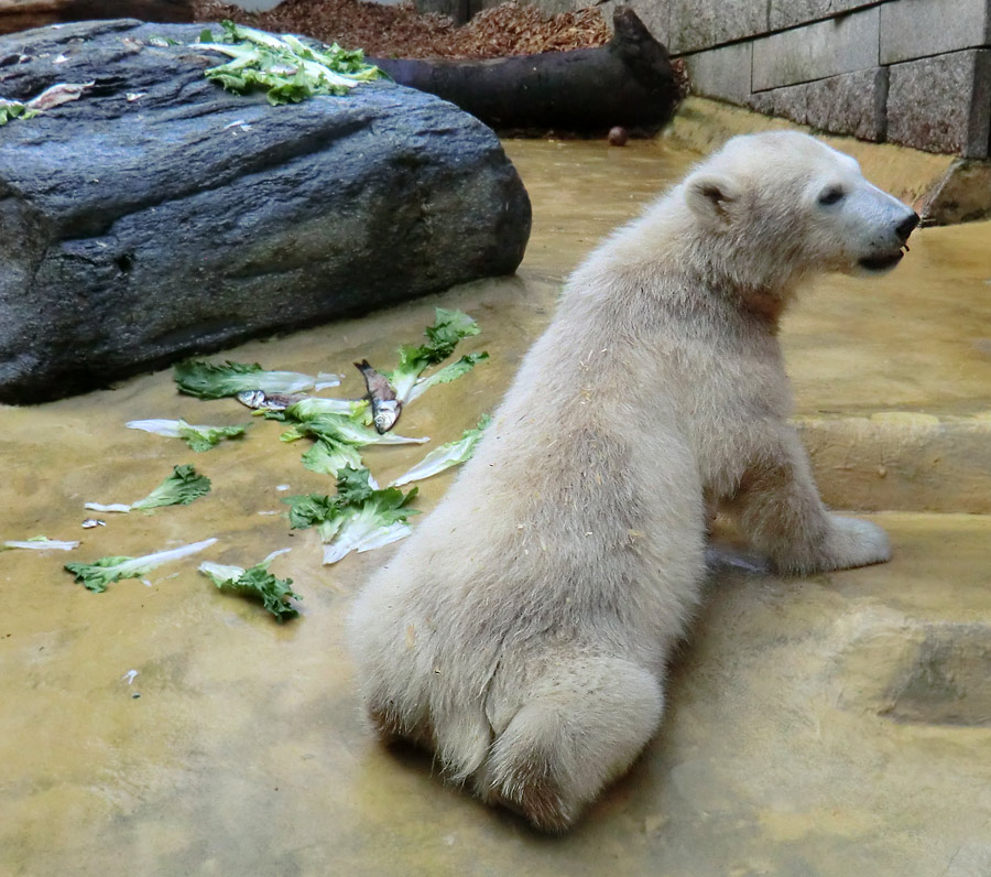 Eisbärmädchen ANORI am 9. Juni 2012 im Zoologischen Garten Wuppertal