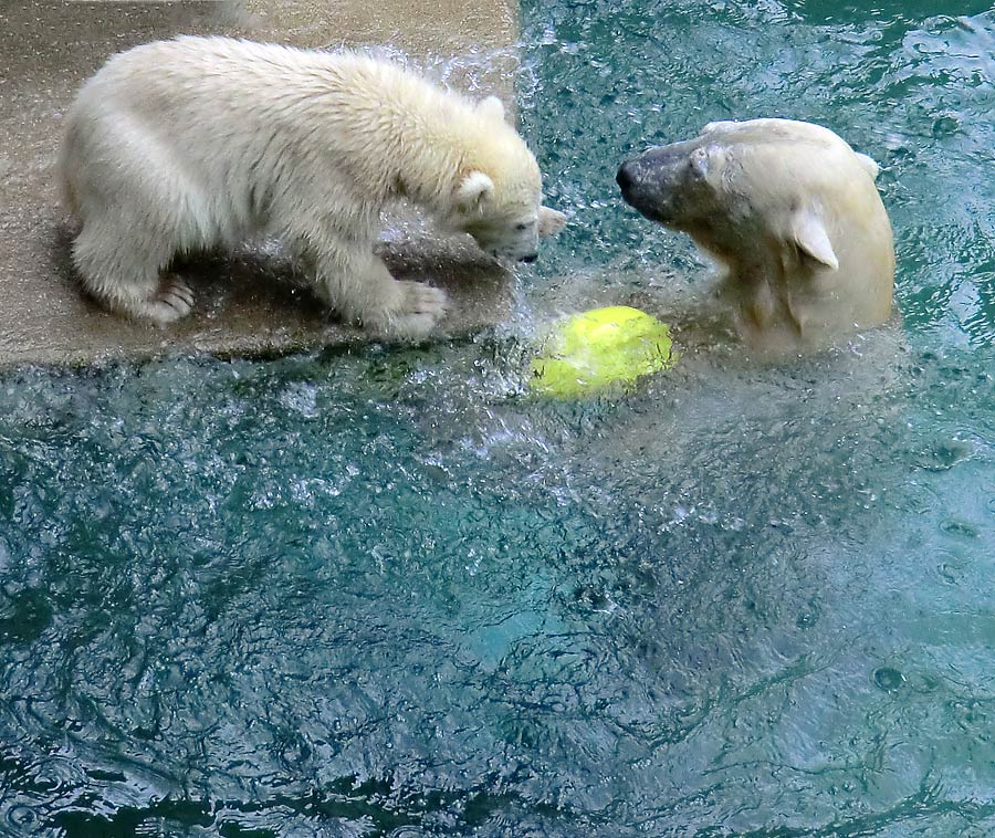 Eisbär am 9. Juni 2012 im Zoo Wuppertal